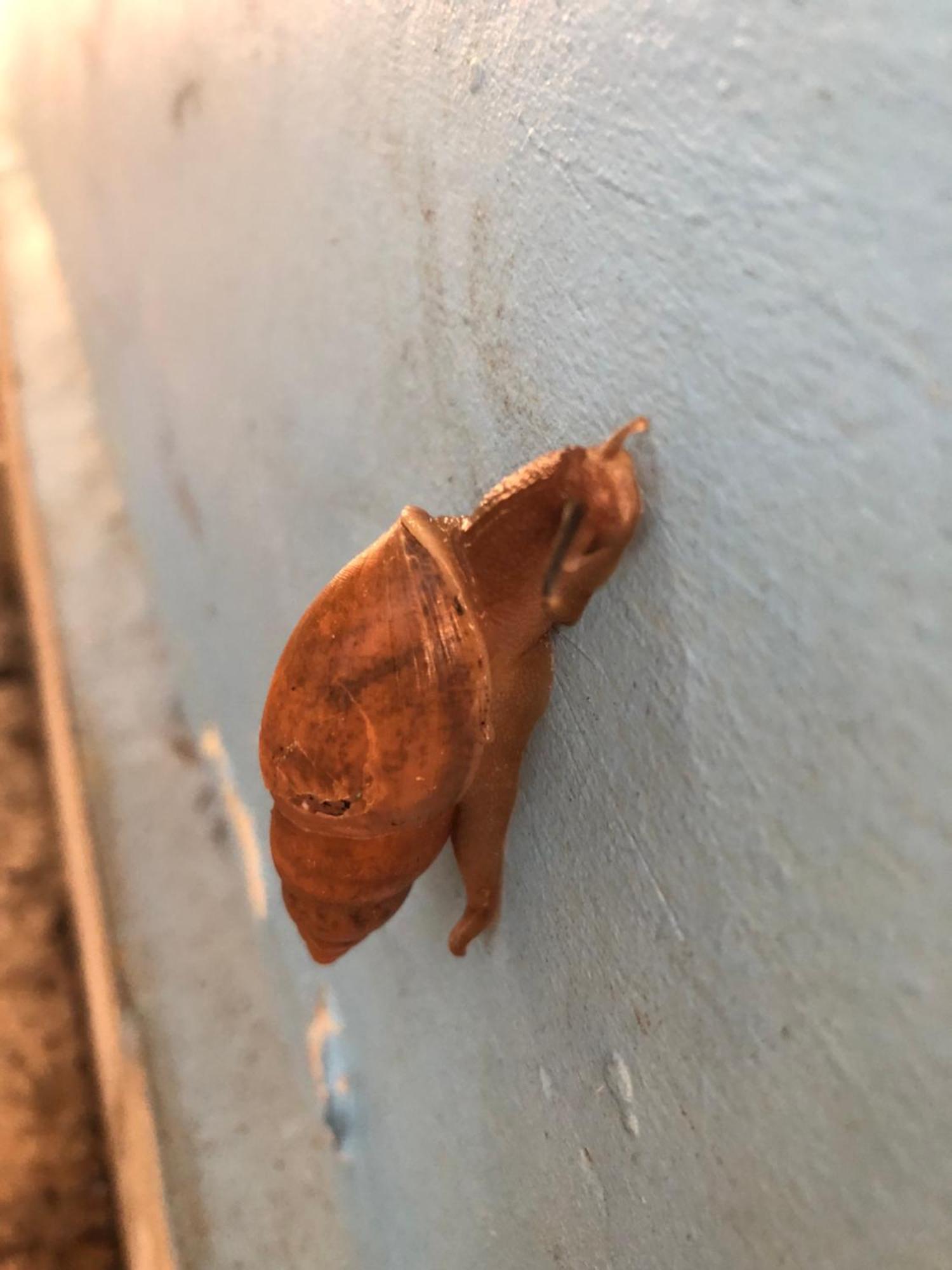סן פדרו סולה Hostal Juan Lindo מראה חיצוני תמונה